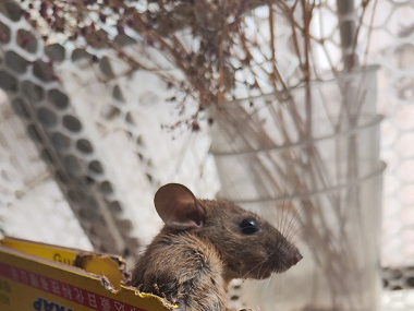 天河除虫灭鼠公司老鼠的天敌有哪些？