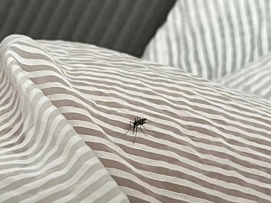 广州上门灭蚊子中心夏日居家防蚊的小妙招